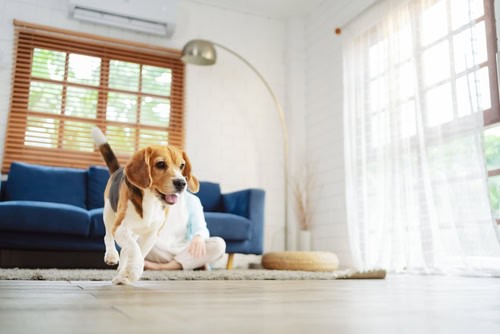 Choosing the Right Type of Pet Therapy
